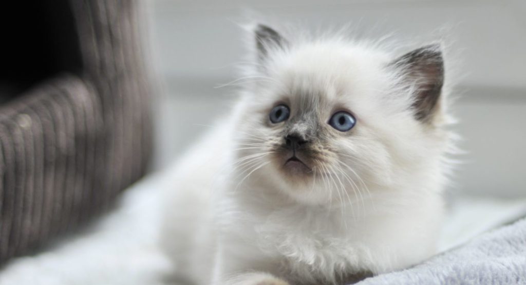 cropped-cute-and-fluffy-ragdoll-kittens-for-sale-5601757b89421.jpg
